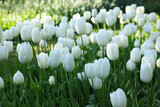 Fototapeta Tulipany - Many beautiful white tulip flowers growing outdoors, closeup. Spring season