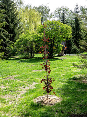 Wall Mural - red leaves of a maple on a background of delicate spring greens