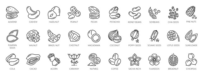 Wall Mural - Nuts outline icons of peanut, walnut and almond, vector seeds and beans, cacao and pistachio nuts outline symbols with pumpkin and sunflower seeds, coffee beans and chickpea with chestnut