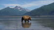 grizzly bear - Alaska