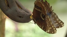 Brown Morpho Butterfly Feeding On Rotten Banana. - Close Up