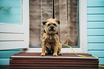 Wall Mural - Small dog sitting in front of the door opening of a summer house on a beautiful summer day, border terrier