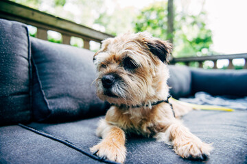 Small dog is resting on a bench in the garden on a summer day, border terrier