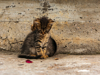 Wall Mural - adorable kittens playing together. cute Kittens outdoor.
