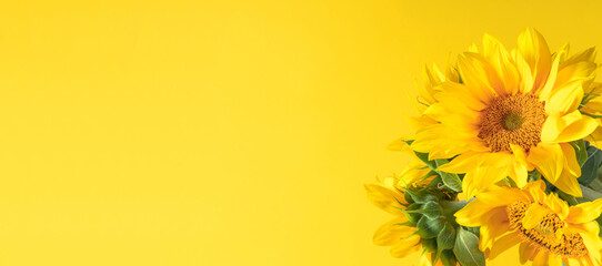 Wall Mural - beautiful sunflowers on yellow background. sunflower background. flat lay, top view, copy space, ban