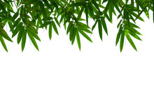 Bamboo Leaves Frame Isolated On White Background In Forest. Light Fresh Jungle With Growing, Green Bamboo Leaves, Zen Bamboo. Single Object With Clipping Path. 