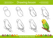 Drawing tutorial. How to draw a budgie wavy parrot. Children education and activity page. Kids worksheet. Step by step art lessons. Vector illustration.
