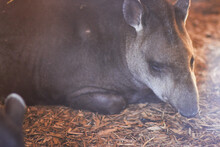 Tapir Lying Down In Zoo Enclosure