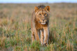 Young Lion Walking Across the Savanna