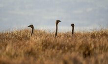 Three Somali Ostrich Infants Peek Above The High Grass Of The African Plains