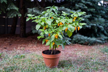 7 Pot Chaguanas Yellow hot chili pepper. Ripe orange and yellow peppers on the plant. Dark background.