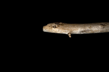 Driftwood carved by water in the shape of a reptile