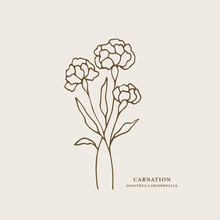 Line Art Carnation Flower Illustration