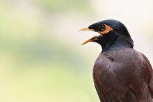 The Common Myna / Indian Myna /Acridotheres Tristis With Its Beak Wide Open / Ahmedabad/Gujarat 
