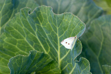 Fresh White Cabbage With White Butterfly In The Vegetable Garden