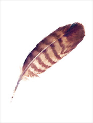 Watercolour painting of a buzzard feather isolated on white. EPS10 vector format.