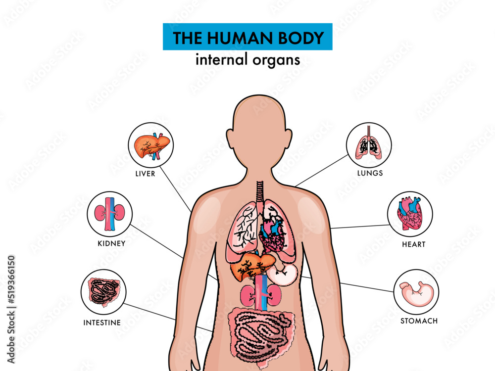 Anatomy Of The Human Body Internal Organs On White Background. Stock ...