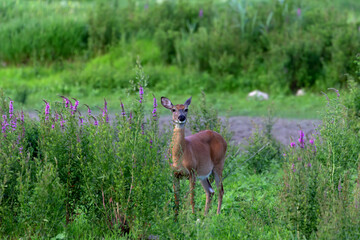 Wall Mural - red tailed deer. hind on the shore of lake michigan