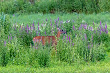 Wall Mural - red tailed deer. hind on the shore of lake michigan