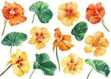 Set Of Nasturtium Flowers On Isolated White Background, Watercolor Illustration, Hand Drawing