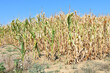 Corn affected and damaged by high temperatures