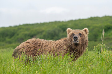 Poster - Alaskan brown bear feeding