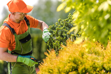 Wall Mural - Landscaper Pruning the Pinaceae Tree with Garden Scissors