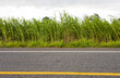 Low angle view of tall weeds blown by the wind beside a paved road.