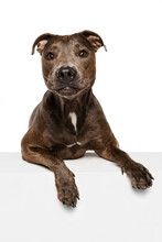 Studio Shot Of Beautiful, Purebred Dog, American Pit Bull Terrier, Calmly Sitting, Posing Isolated Over White Background. Smiling