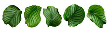 Set Of Green Leaves And Tropical Plant Leaves On White Background For Flat Layd.clipping Path Design Elements.