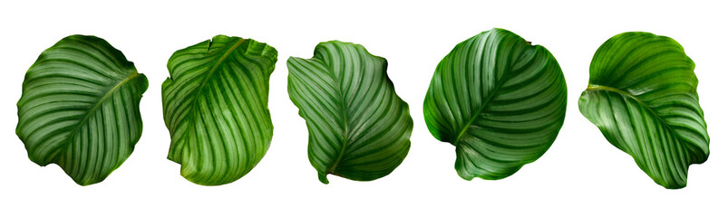 Wall Mural - set of green leaves and tropical plant leaves on white background for flat layd.clipping path design