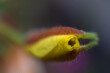 Gelbe Blüte mit Ähnlichkeit zu einem Fisch