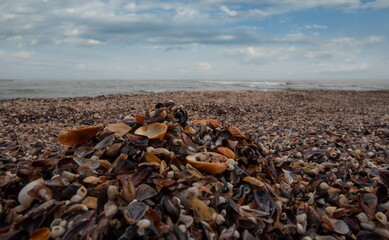 Wall Mural - Russia. North-Eastern Caucasus, Dagestan. The deserted shore of the Caspian Sea, strewn with countless shells of different sizes and colors near the city embankment of Derbent.