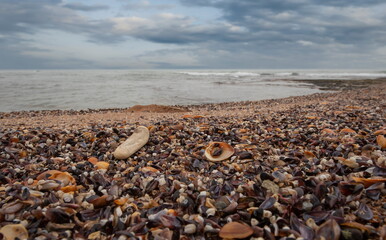 Wall Mural - Russia. North-Eastern Caucasus, Dagestan. The deserted shore of the Caspian Sea, strewn with countless shells of different sizes and colors near the city embankment of Derbent.