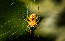European Garden Spider Waiting In Its Spider Web For Prey