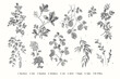 Leaves of the trees. Set. Vector vintage illustration. Black and white