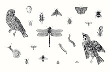 Birds And Insects. Set. Vector Vintage Illustrations. Black And White