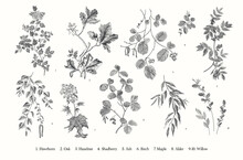 Leaves Of The Trees. Set. Vector Vintage Illustration. Black And White