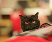 Close-up Of A Black Bombay Kitten's Face