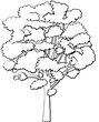 Polskie drzewa liściaste line art jesion drzewo