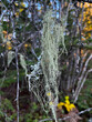 Beard lichen also known as old mans beard hanging off a tree