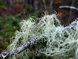 Beard lichen also known as old mans beard hanging off a tree