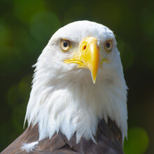 Close-up Portrait Of A Bald Eagle, British Columbia, Canada