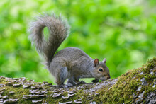 Squirrel Standing On A Branch, British Columbia, Canada