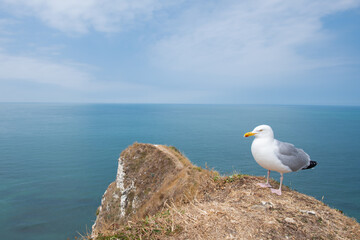 Gull on the Beach