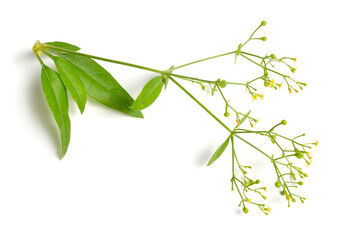 Wall Mural - Rubia tinctorum, the rose madder or common madder or dyer's madder. Isolated on white background