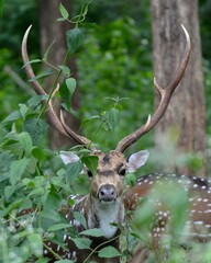 Wall Mural - deer in the woods