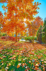 Wall Mural - The dry tulip tree leaves on the green lawn in park