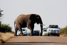 Elephant Crossing The Road, Kruger National Park, South Africa