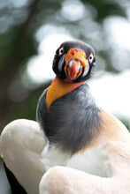 King Vulture Posing Against A Branch Background